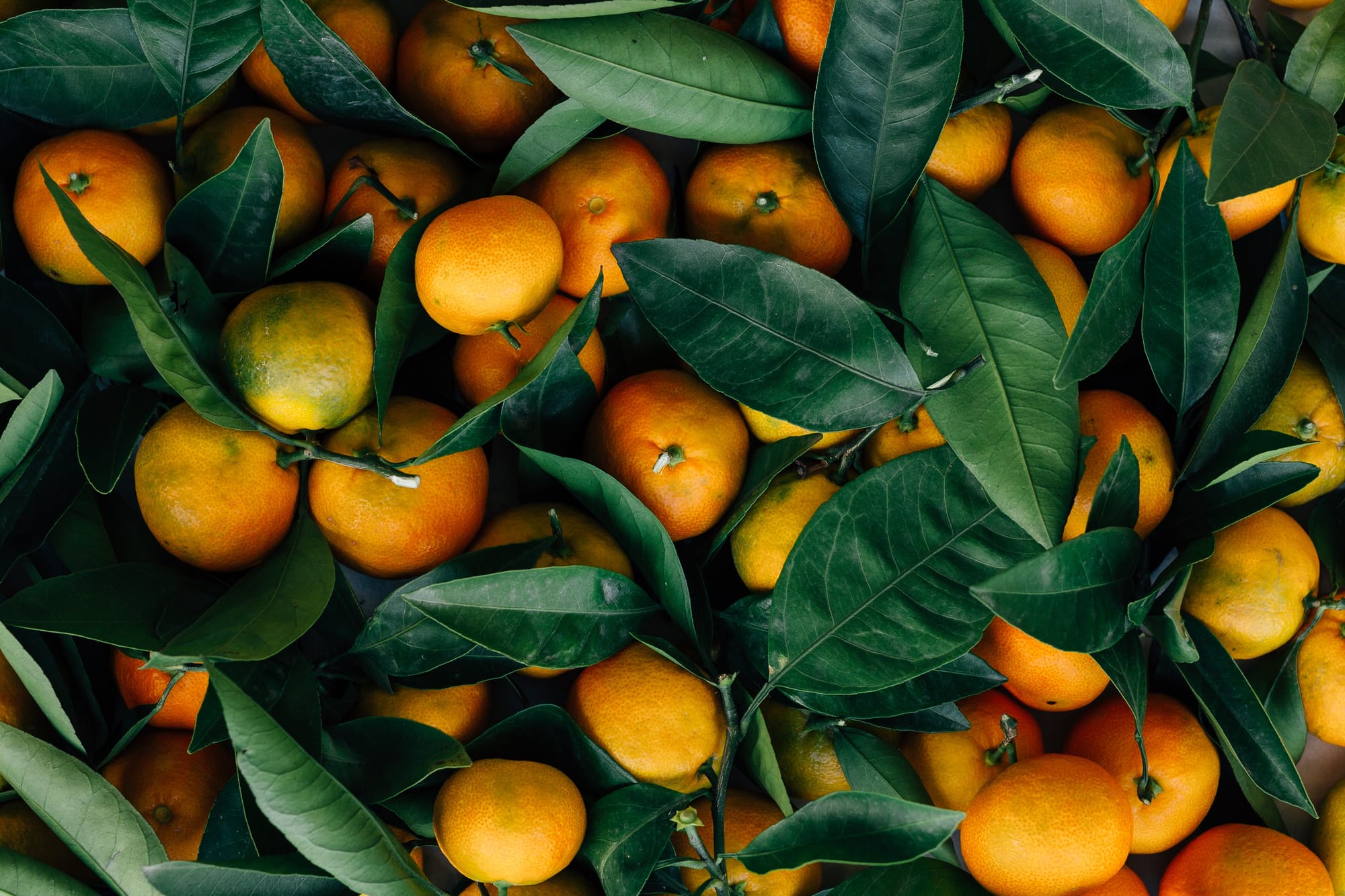 The Fight Against Rotten Fruit